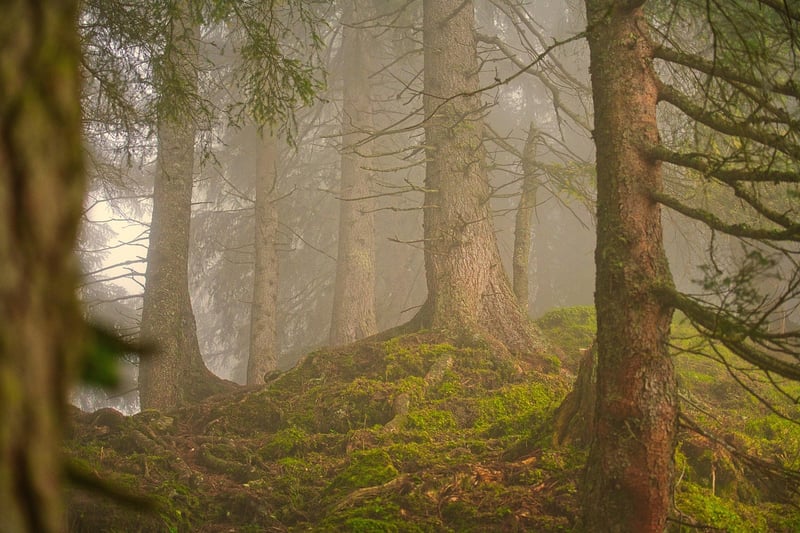 Forest-Inspired Suit