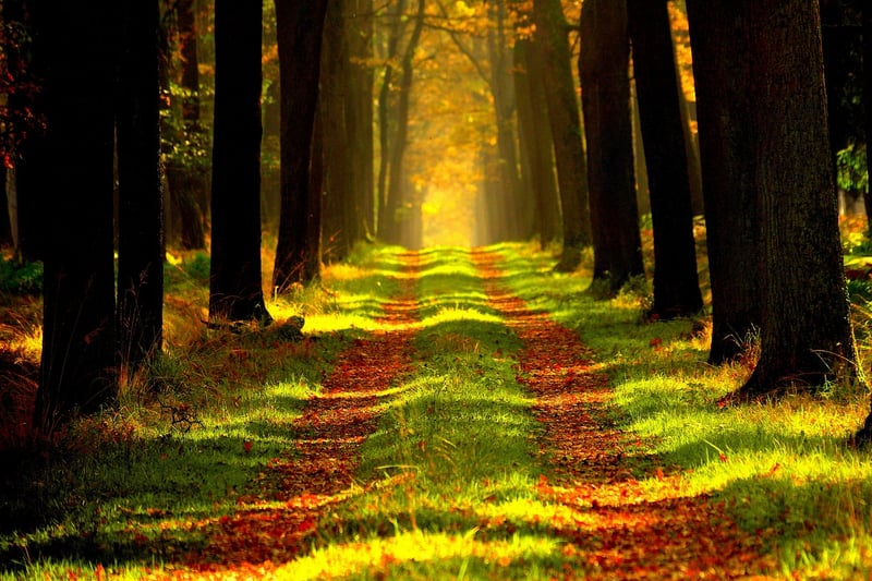 Whispering Pines Grove